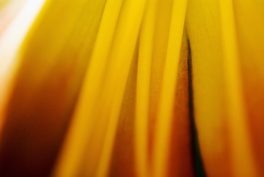 Abstract Of Day Lily (Hermerocallis) Canvas Art - Ray Laskowitz Design Pics (17 x 11)