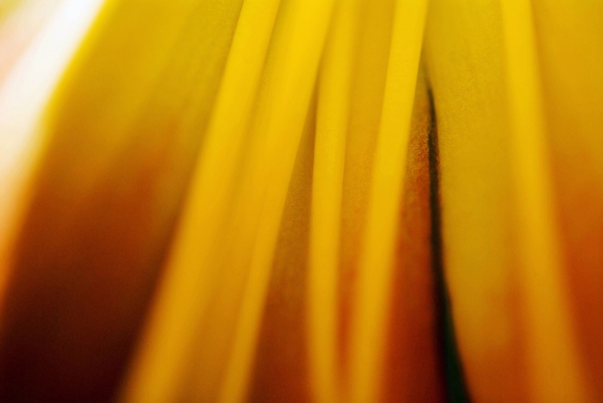 Abstract Of Day Lily (Hermerocallis) Canvas Art - Ray Laskowitz Design Pics (34 x 22)