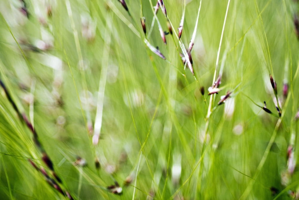 Abstract Of Green Ornamental Grass (Stipa Gigantea) Canvas Art - Ray Laskowitz Design Pics (17 x 11)