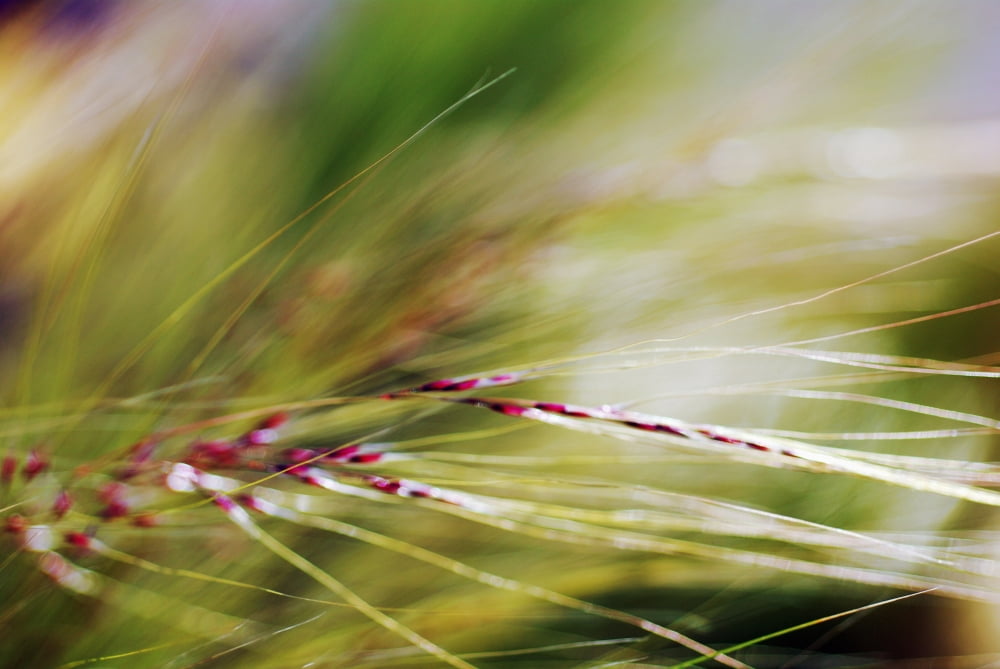 Abstract Of Windblown Ornamental Grass (Stipa Gigantea) Canvas Art - Ray Laskowitz Design Pics (17 x 11)