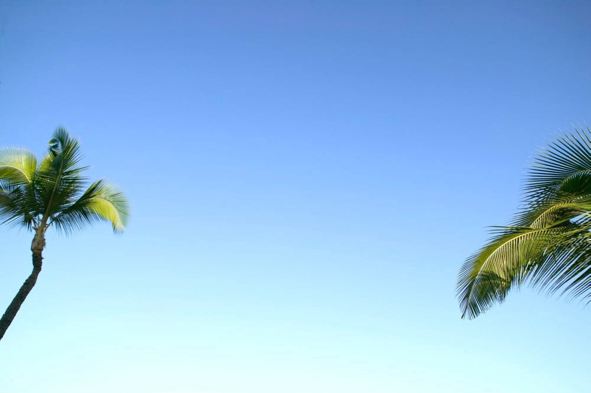 Abstract Perspective Of Coconut Palm Trees And Cloudless Blue Sky Canvas Art - Dana Edmunds Design Pics (36 x 24)