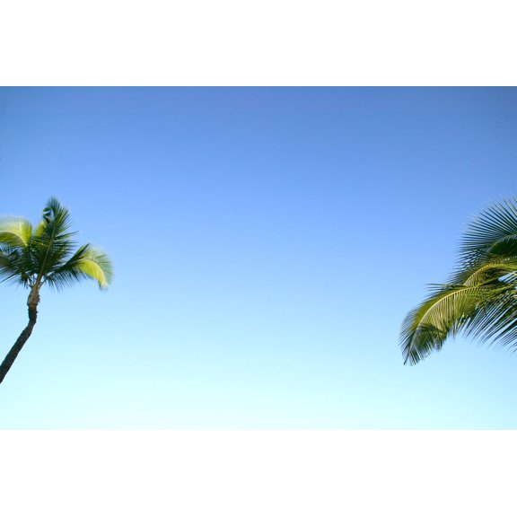 Abstract Perspective Of Coconut Palm Trees And Cloudless Blue Sky Poster Print (18 x 12)