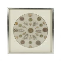 Abstract Shell Wall Art