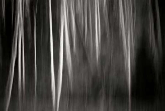 Abstract Trees Canvas Art - Beth Wold (12 x 18)