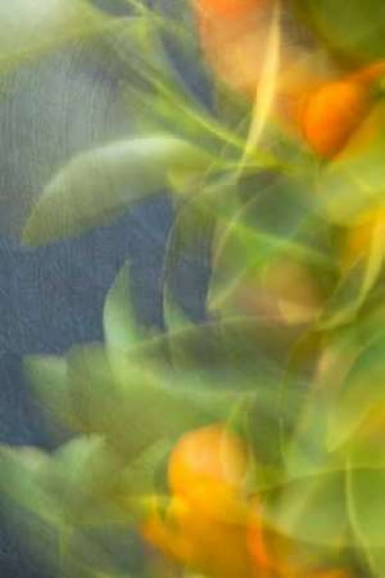 Abstract Vision I Canvas Art - Karyn Millet (24 x 36)