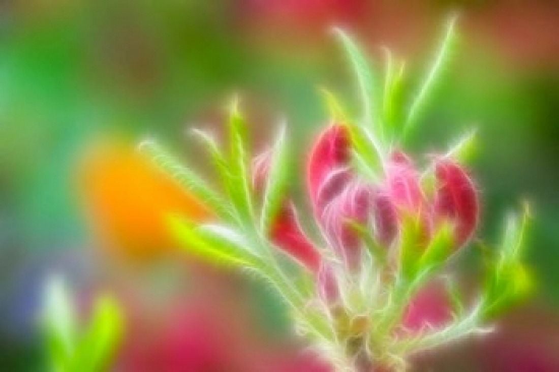 Abstract close Canvas Art - Jaynes Gallery DanitaDelimont (34 x 23)