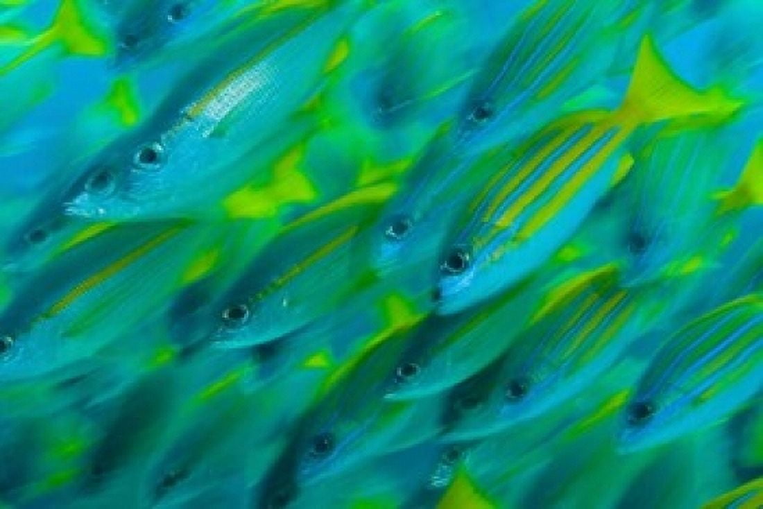 Abstract close-up of snapper fish Raja Ampat Papua Indonesia Canvas Art - Jaynes Gallery DanitaDelimont (36 x 24)