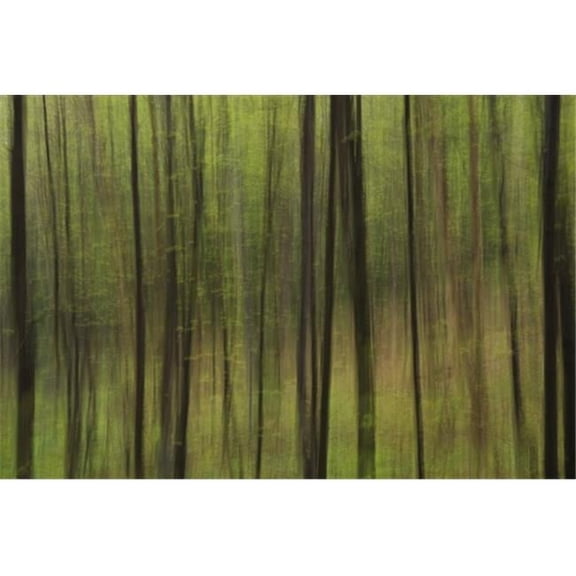 Abstract of A Forest with Green Tree Trunks - Ontario Canada Poster Print by Julie DeRoche, 40 x 26 - Large