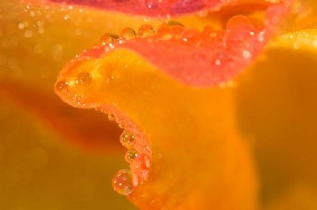Abstract of Flower Petal in Rain Canvas Art - Jaynes Gallery DanitaDelimont (34 x 23)
