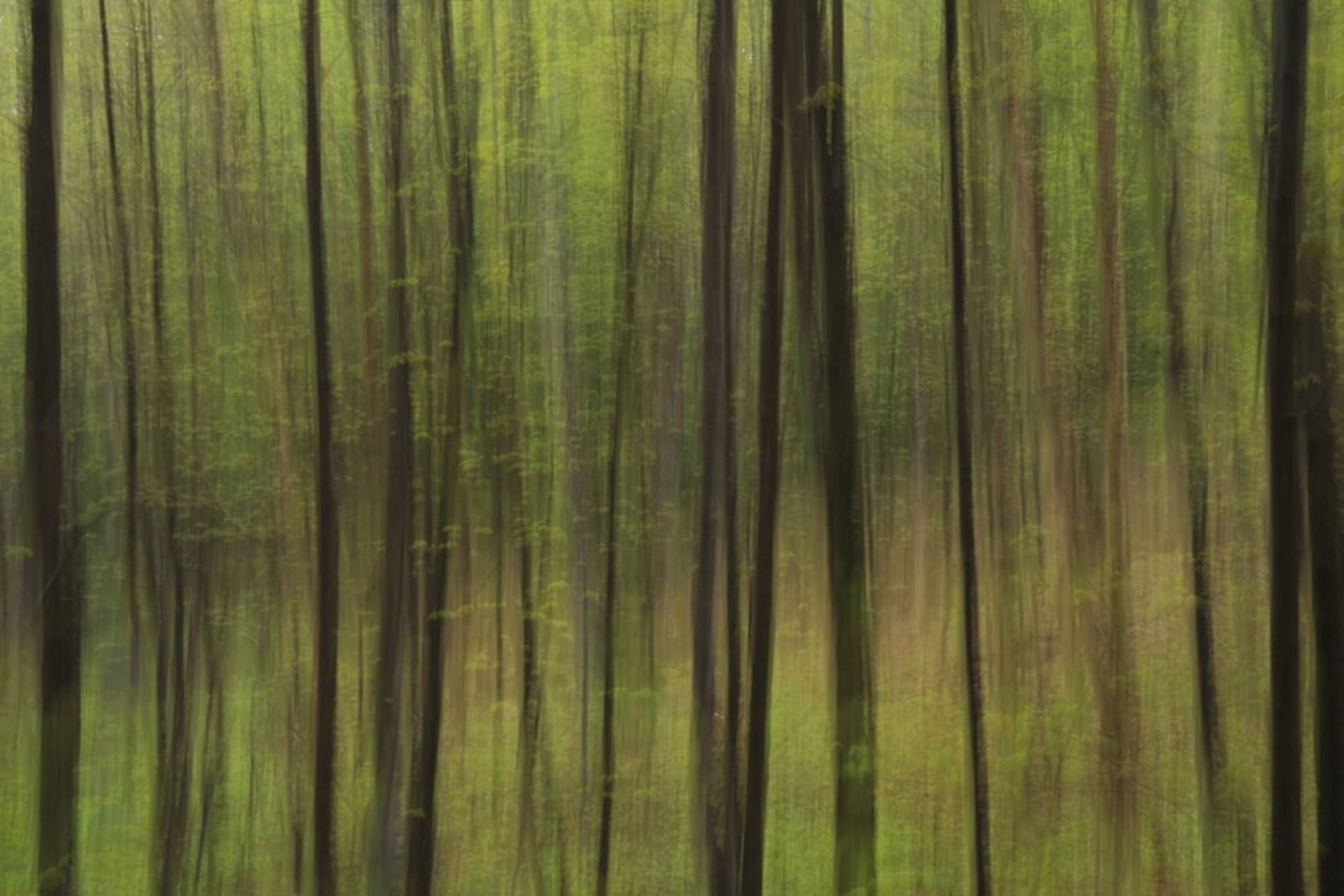 Abstract of a forest with green tree trunks Ontario Canada Canvas Art - Julie DeRoche Design Pics (20 x 13)