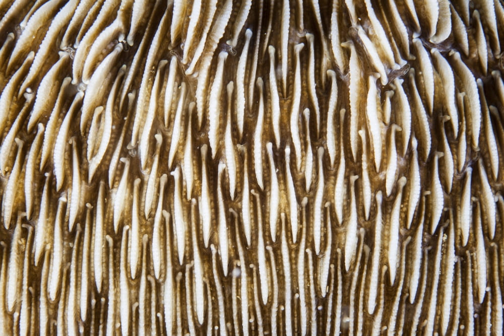 Abstract of a mushroom coral growing on a reef in Indonesia Canvas Art - Ethan DanielsStocktrek Images (17 x 12)