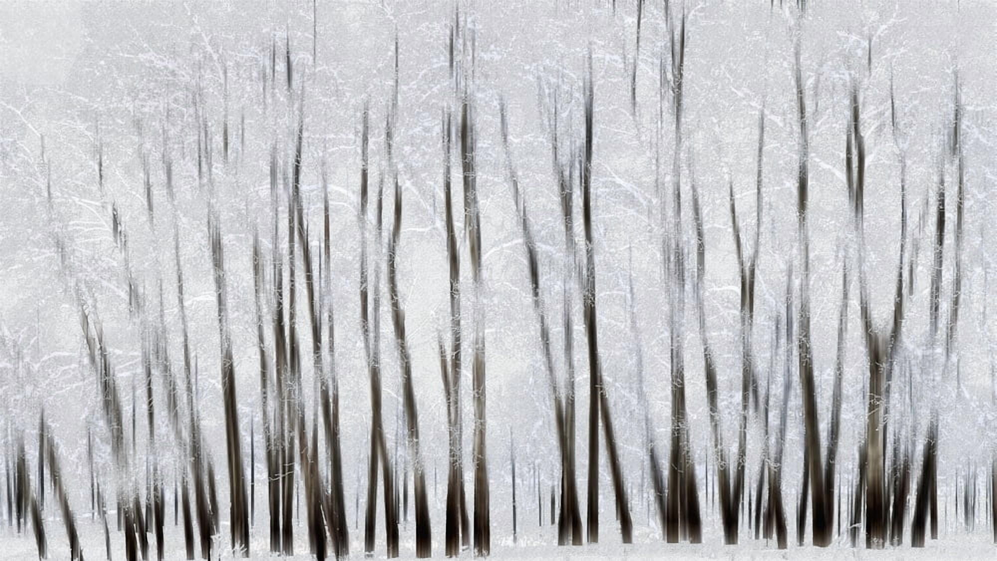 Abstract trees with motion blur Alberta Canada Canvas Art - Ron Harris Design Pics (20 x 11)