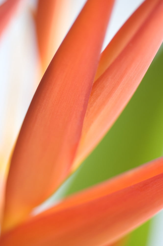 Absttract Close-Up View Of Heliconia Canvas Art - Mary Van de Ven Design Pics (11 x 17)