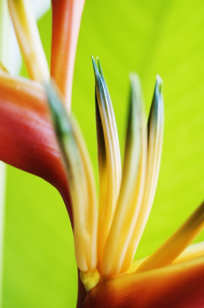 Absttract Close-Up View Of Heliconia Canvas Art - Mary Van de Ven Design Pics (22 x 34)