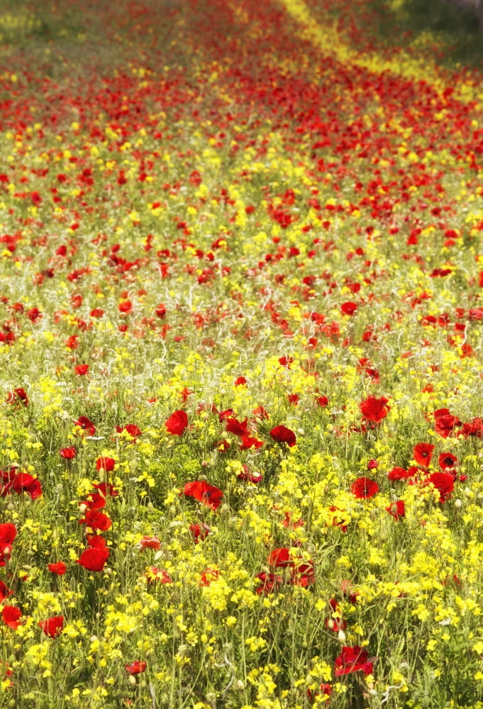 Abundance of red poppies in a field Whitburn Tyne and Wear England Canvas Art - John Short Design Pics (12 x 18)