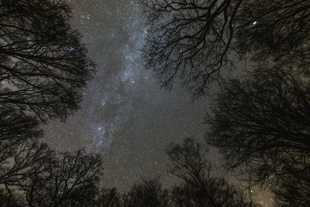 Abundance of stars in the night sky seen above silhouetted trees Clappersgate England Canvas Art - John Short Design Pics (19 x 12)