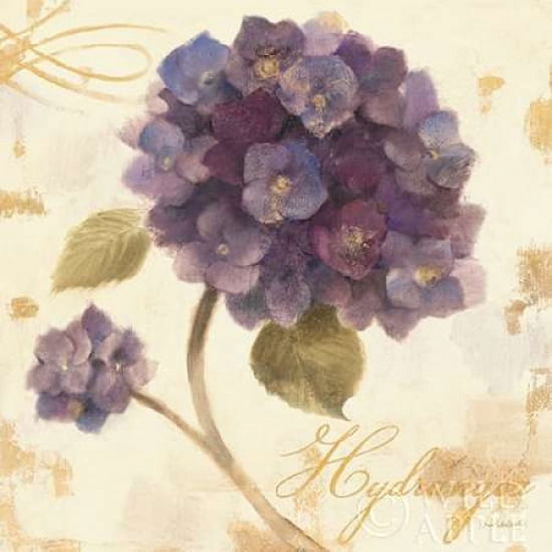 Abundant Hydrangea I Canvas Art - Albena Hristova (24 x 24)