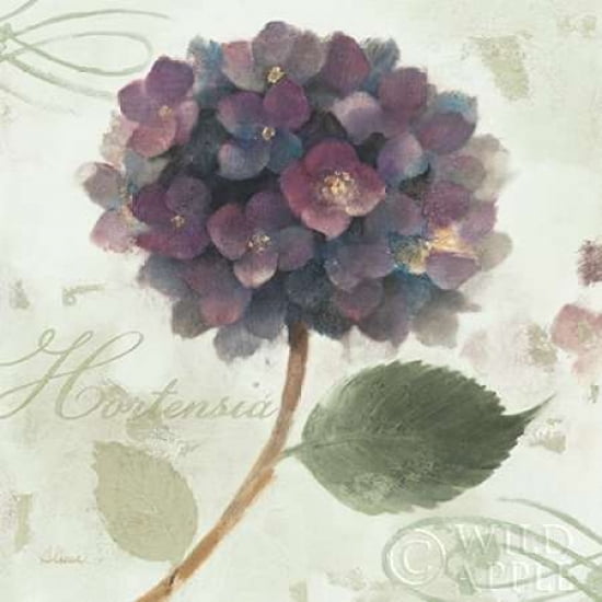 Abundant Hydrangea II Blue Green Canvas Art - Albena Hristova (24 x 24)
