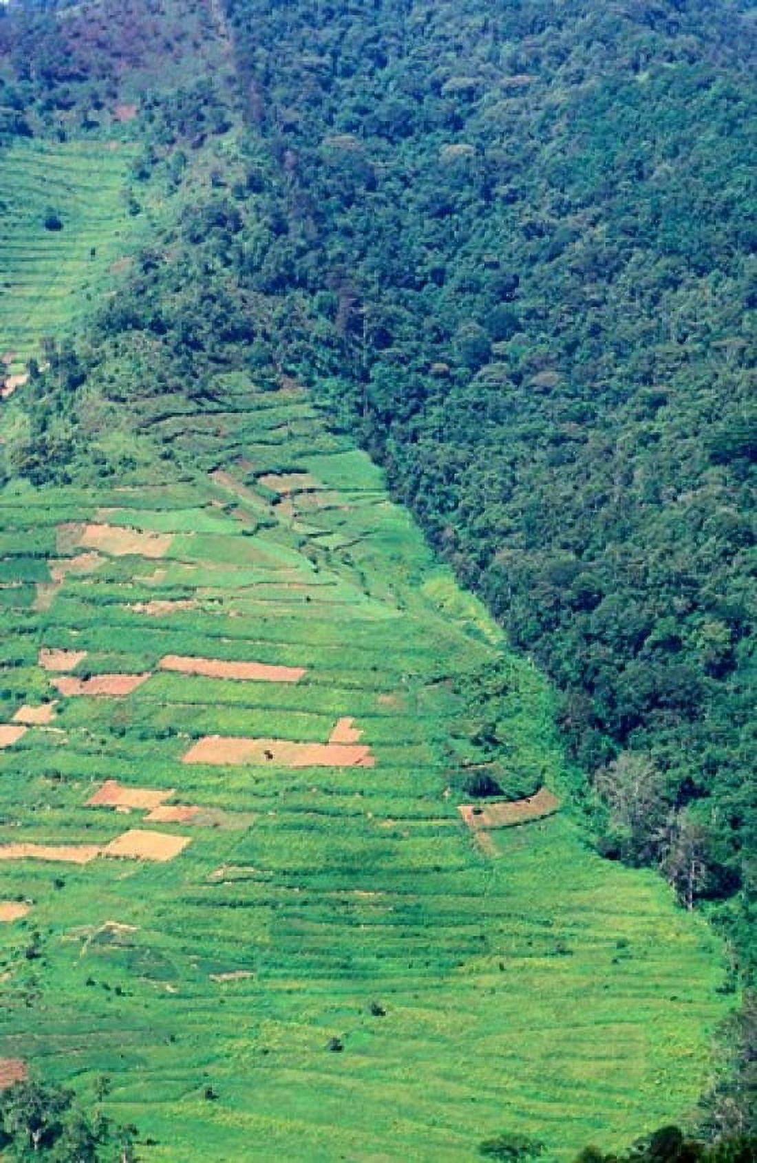 Abutting Agricultural Development Uganda Canvas Art - Gavriel Jecan DanitaDelimont (23 x 35)
