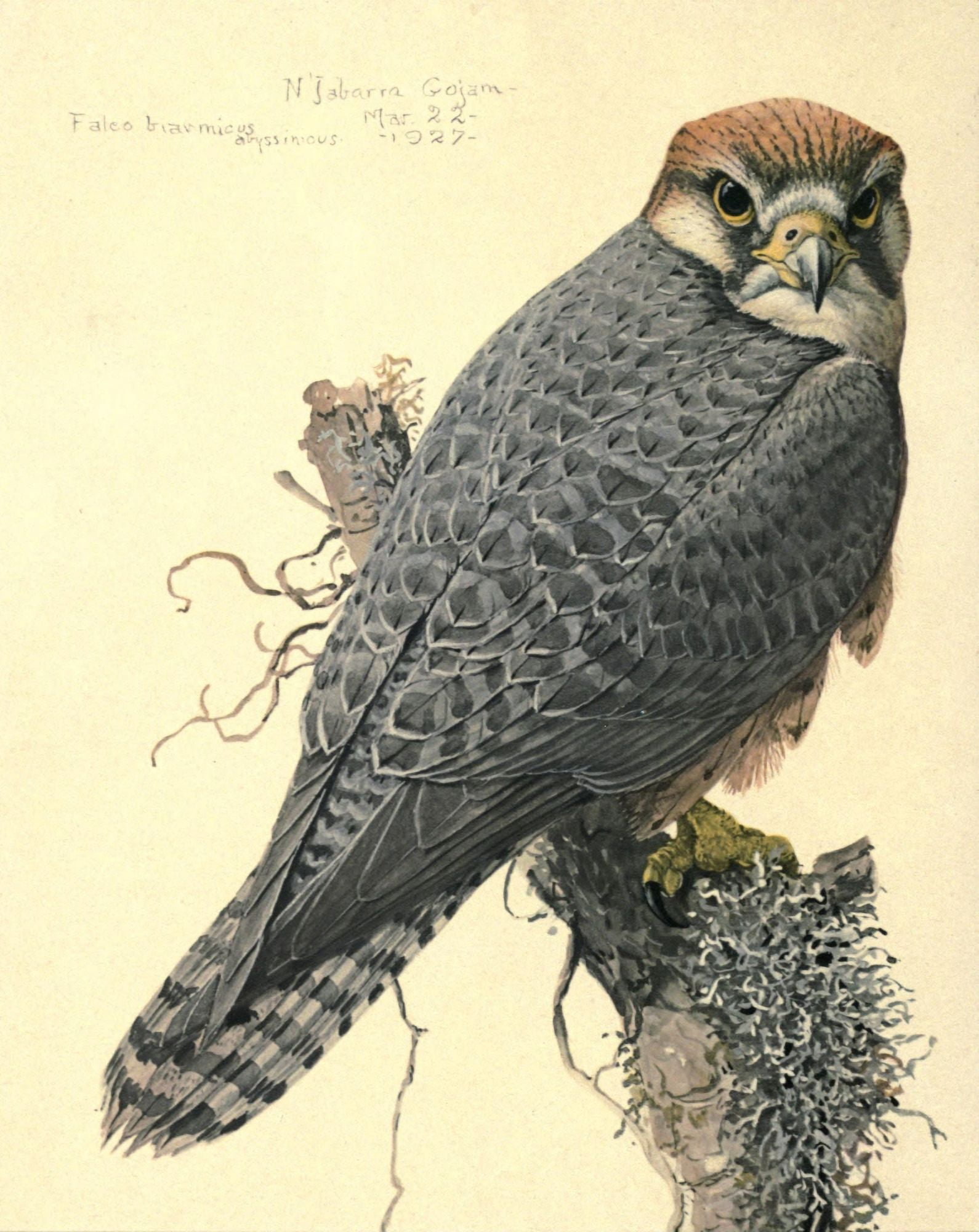 Abyssinian Birds & Mammals 1930 Abyssinian Lanner Canvas Art - LA Fuertes (18 x 24)