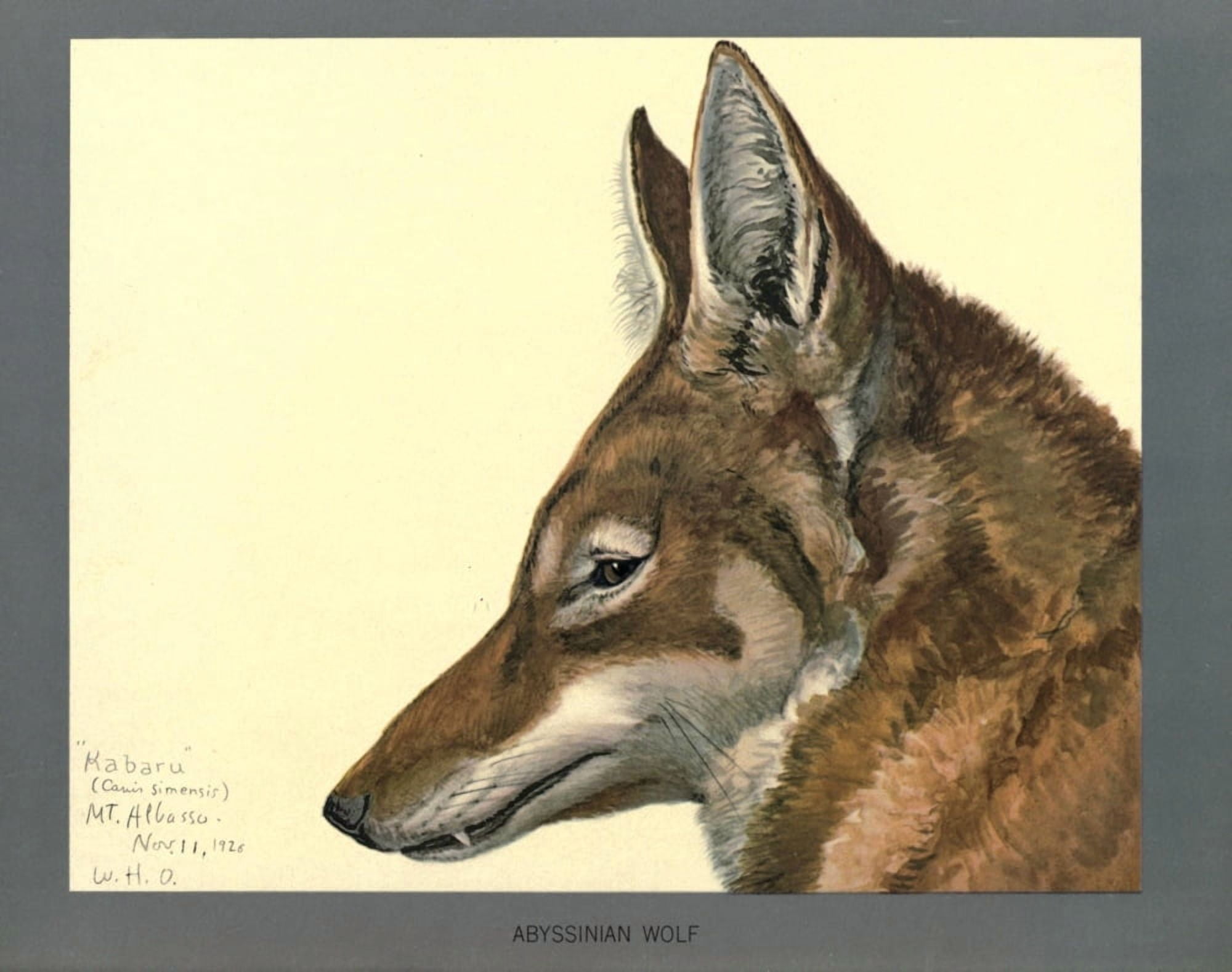 Abyssinian Birds & Mammals 1930 Abyssinian Wolf Canvas Art - LA Fuertes (18 x 24)