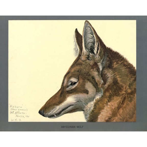 Abyssinian Birds & Mammals 1930 Abyssinian Wolf Poster Print by L.A. Fuertes (24 x 36)
