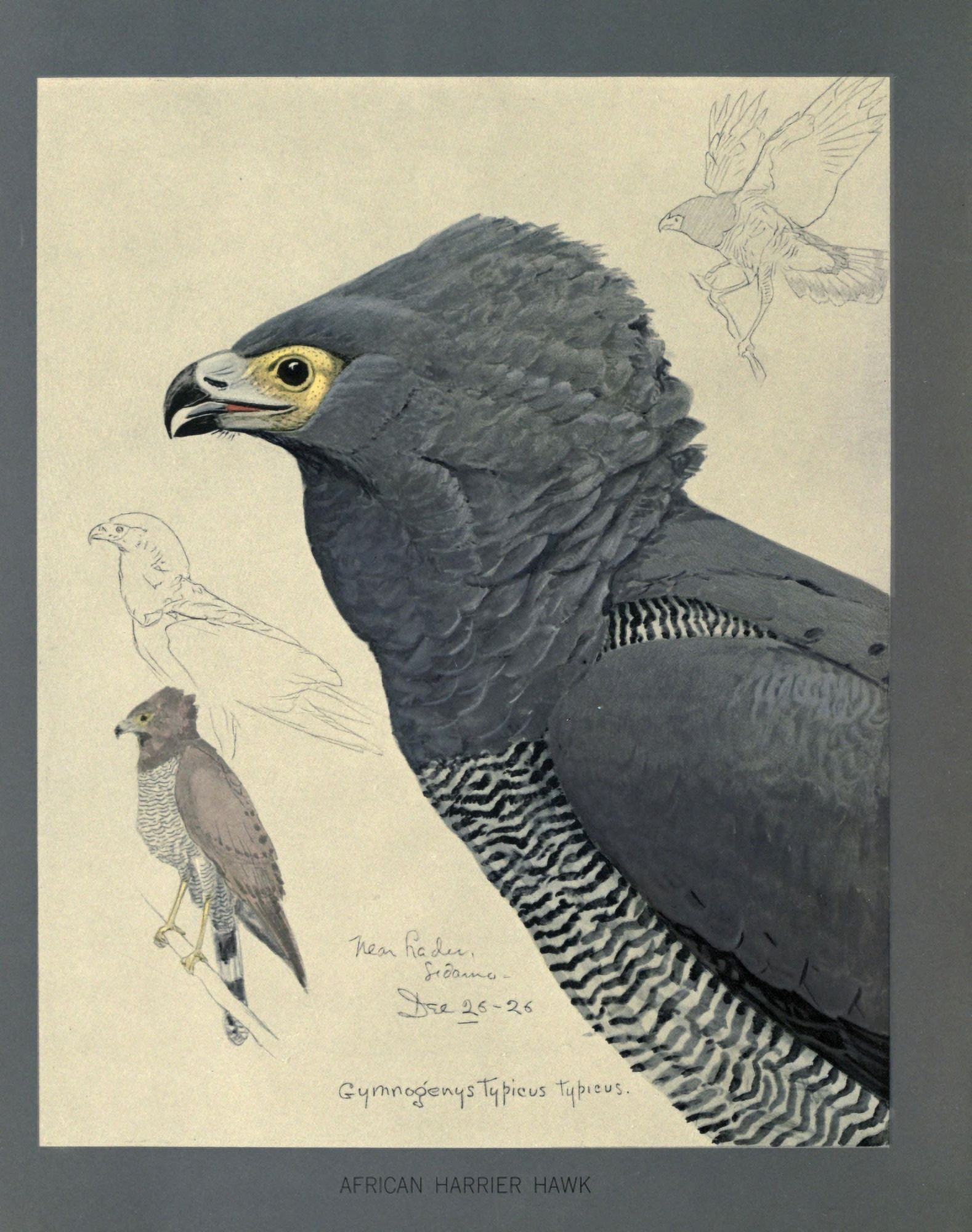 Abyssinian Birds & Mammals 1930 African Harrier-Hawk Canvas Art - LA Fuertes (18 x 24)