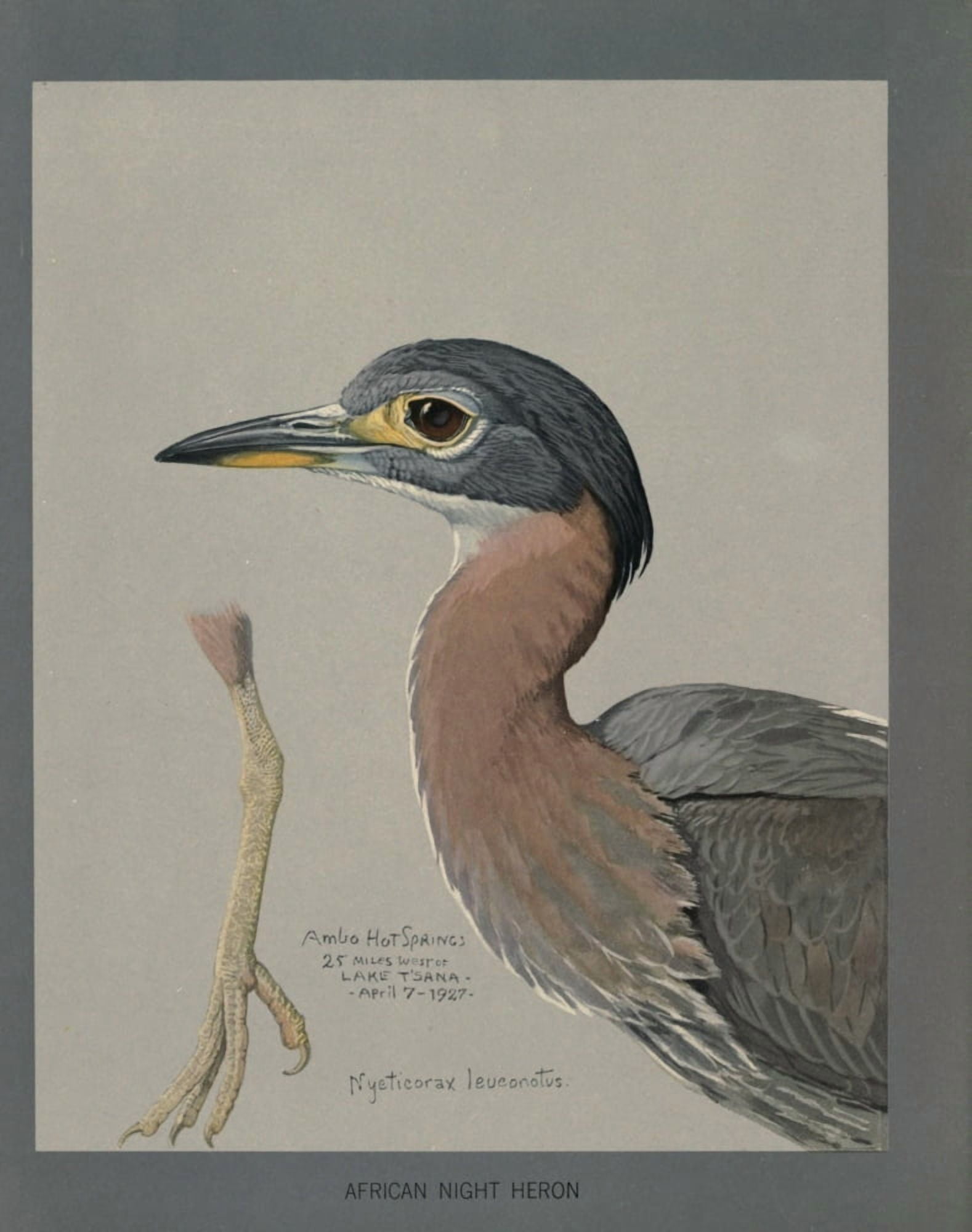 Abyssinian Birds & Mammals 1930 African Night Heron Canvas Art - LA Fuertes (24 x 36)