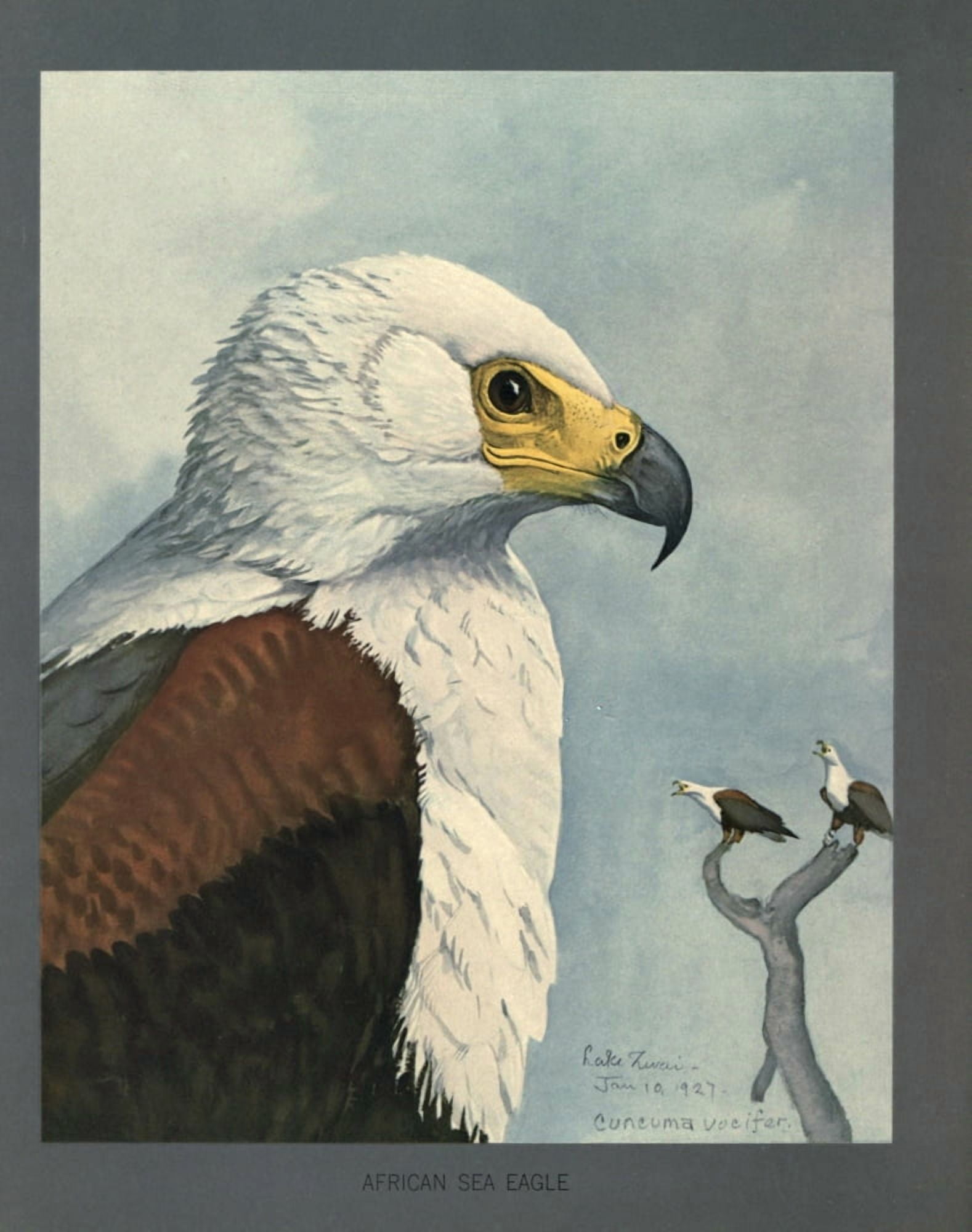 Abyssinian Birds & Mammals 1930 African Sea Eagle Canvas Art - LA Fuertes (18 x 24)