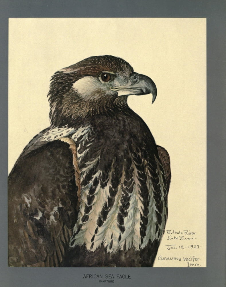 Abyssinian Birds & Mammals 1930 African Sea-Eagle Canvas Art - LA Fuertes (24 x 36)