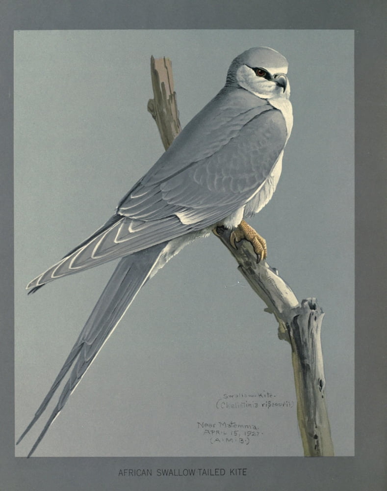 Abyssinian Birds & Mammals 1930 African Snow-Tailed Kite Canvas Art - LA Fuertes (18 x 24)
