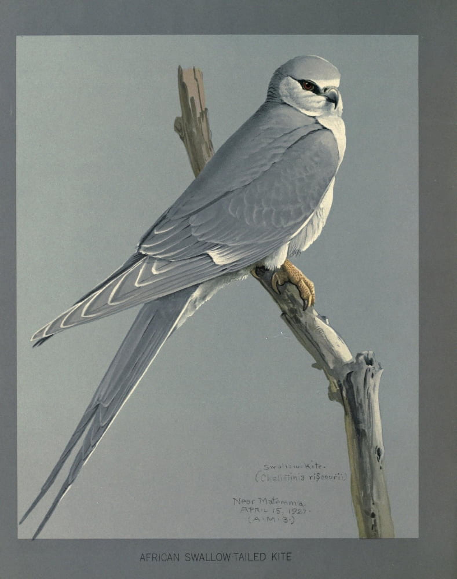 Abyssinian Birds & Mammals 1930 African Snow-Tailed Kite Canvas Art - LA Fuertes (24 x 36)