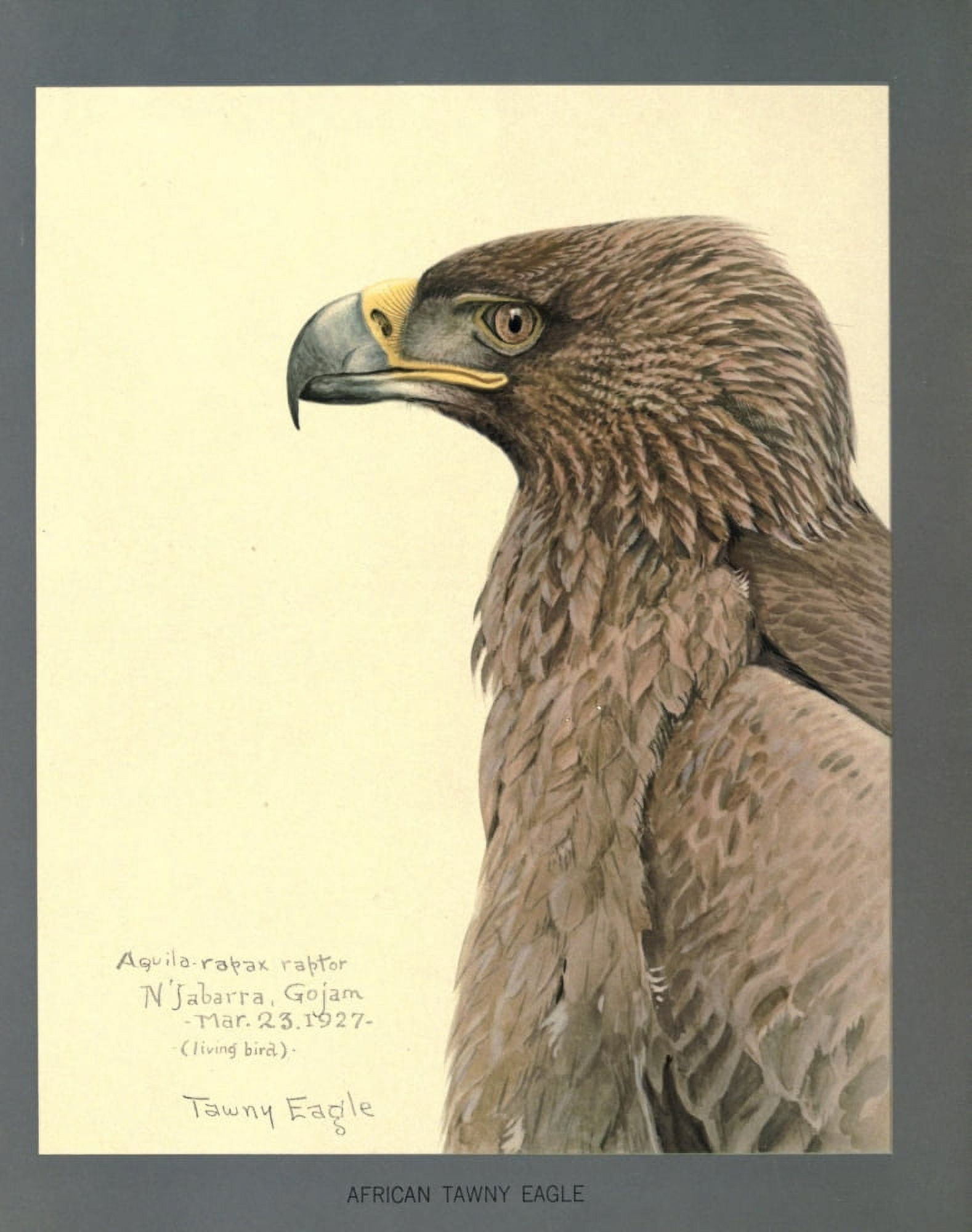 Abyssinian Birds & Mammals 1930 African Tawny Eagle Canvas Art - LA Fuertes (18 x 24)