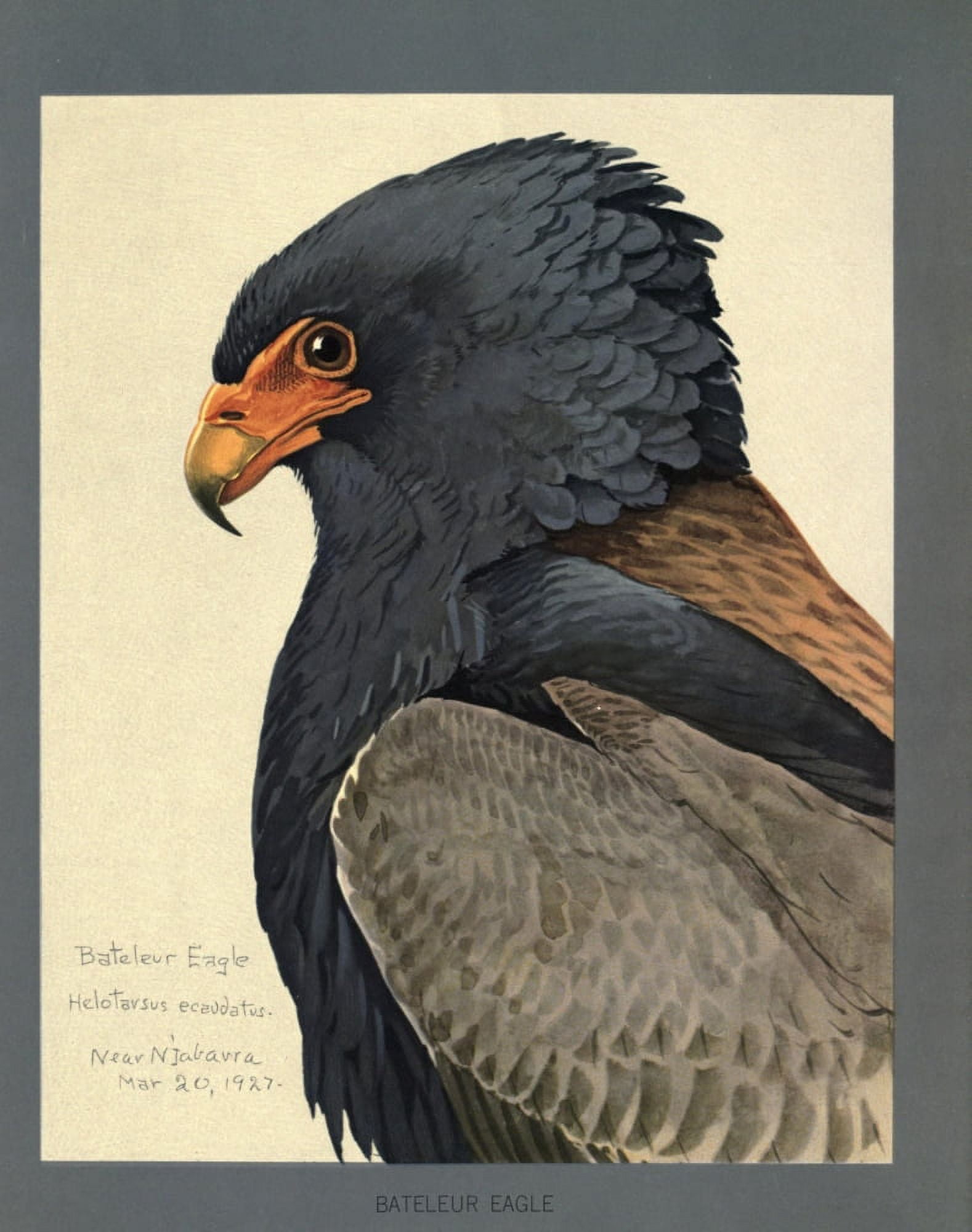 Abyssinian Birds & Mammals 1930 Bateleur Eagle 2 Canvas Art - LA Fuertes (24 x 36)