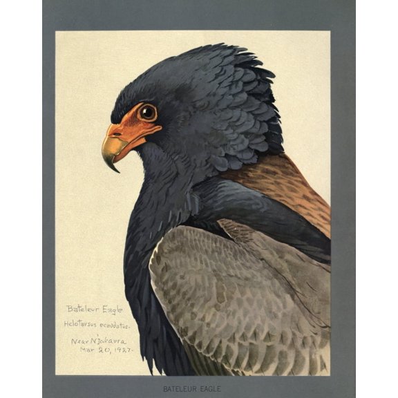 Abyssinian Birds & Mammals 1930 Bateleur Eagle 2 Poster Print by L.A. Fuertes (24 x 36)