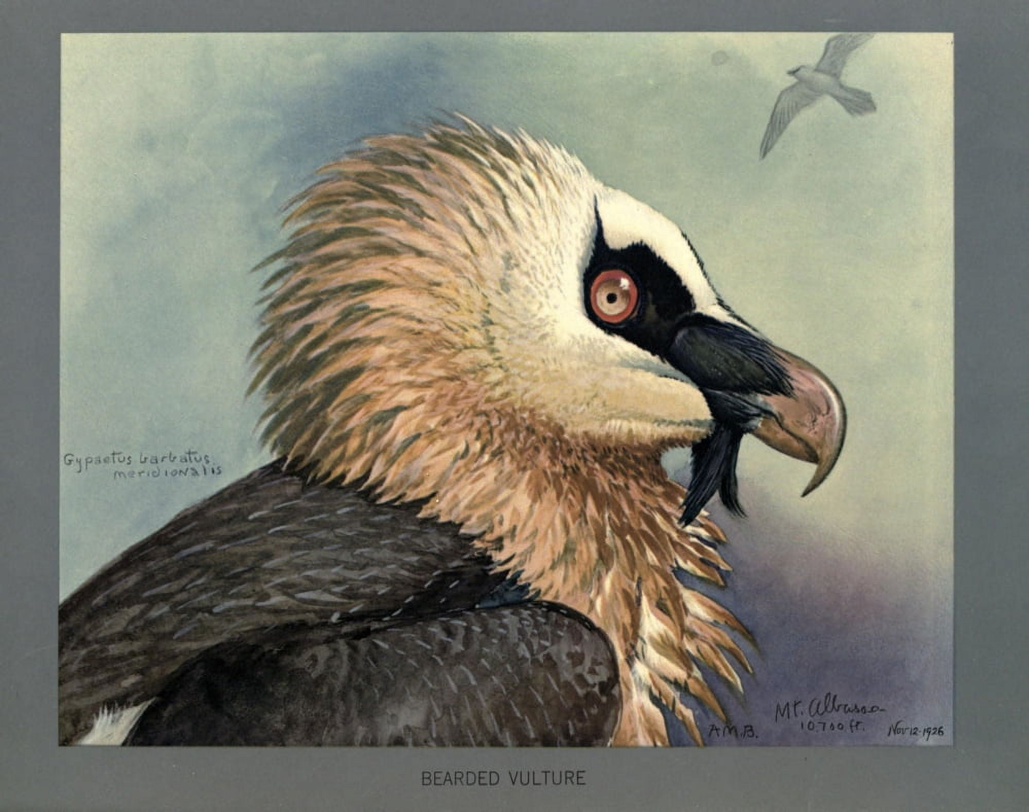 Abyssinian Birds & Mammals 1930 Bearded Vulture Canvas Art - LA Fuertes (18 x 24)