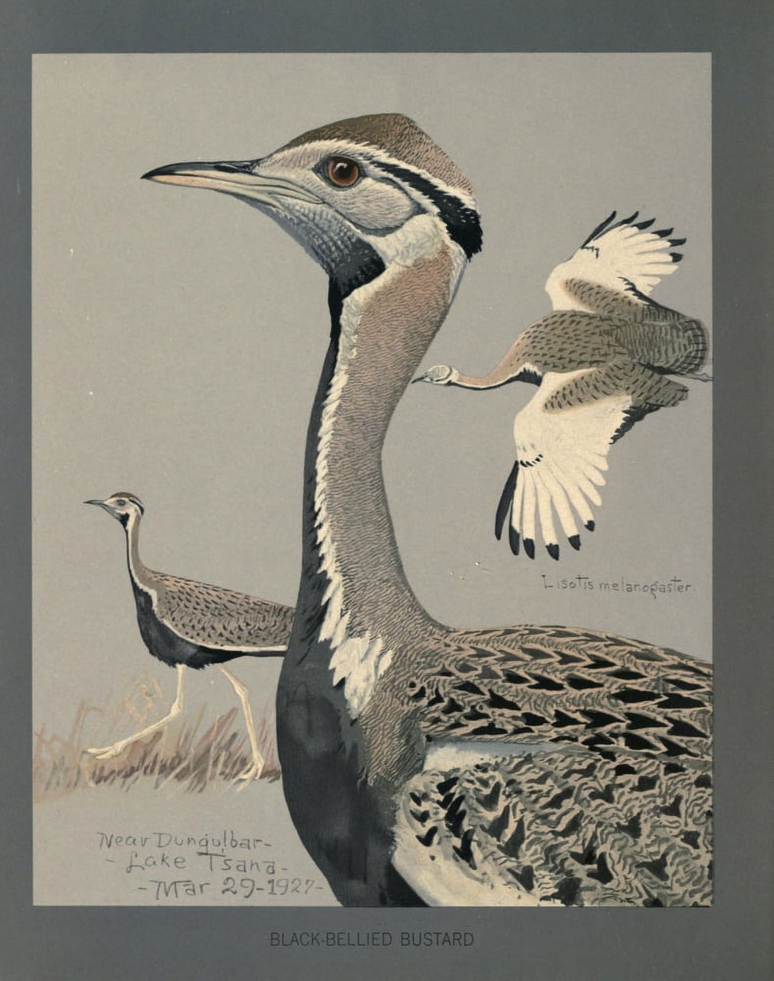 Abyssinian Birds & Mammals 1930 Black-bellied Bustard Canvas Art - LA Fuertes (24 x 36)