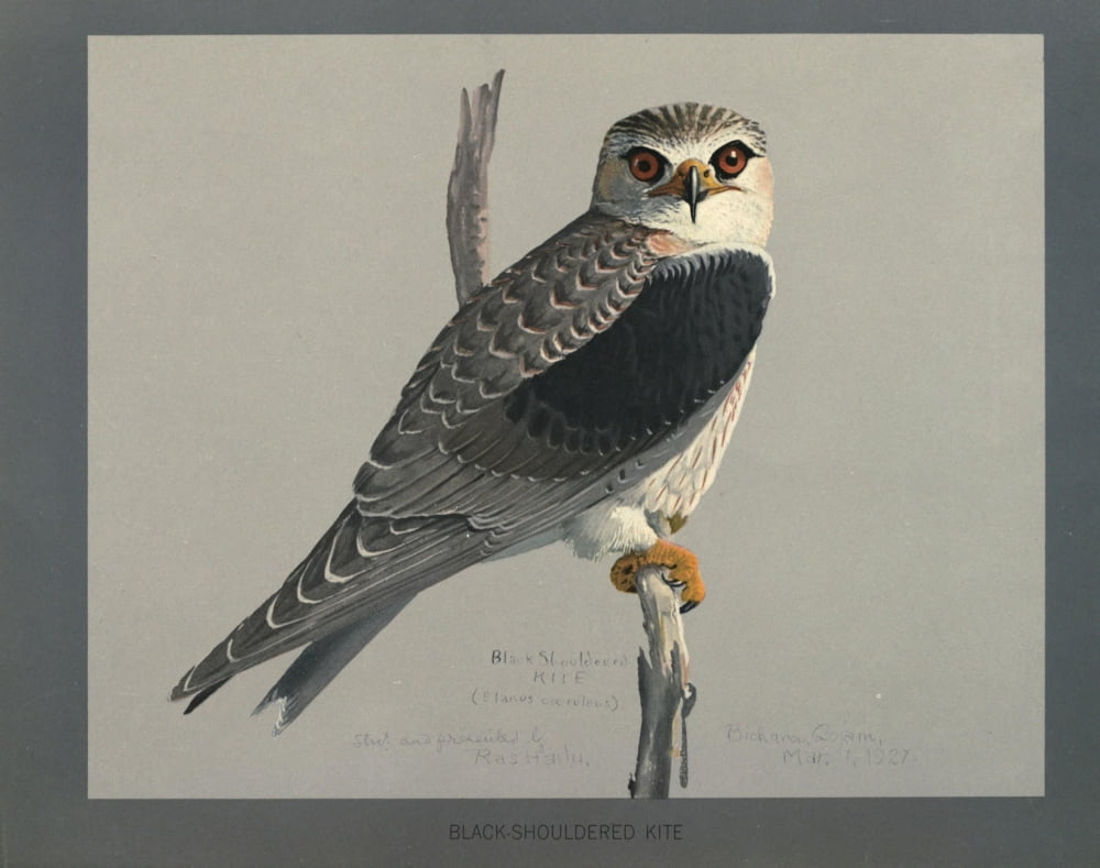 Abyssinian Birds & Mammals 1930 Black-shouldered Kite Canvas Art - LA Fuertes (24 x 36)