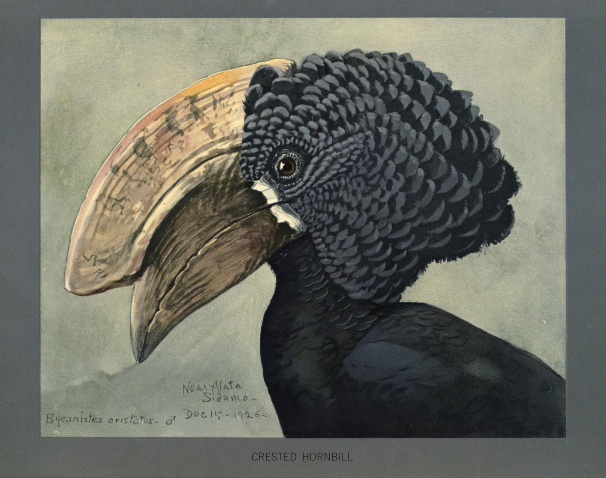Abyssinian Birds & Mammals 1930 Crested Hornbill Canvas Art - LA Fuertes (24 x 36)