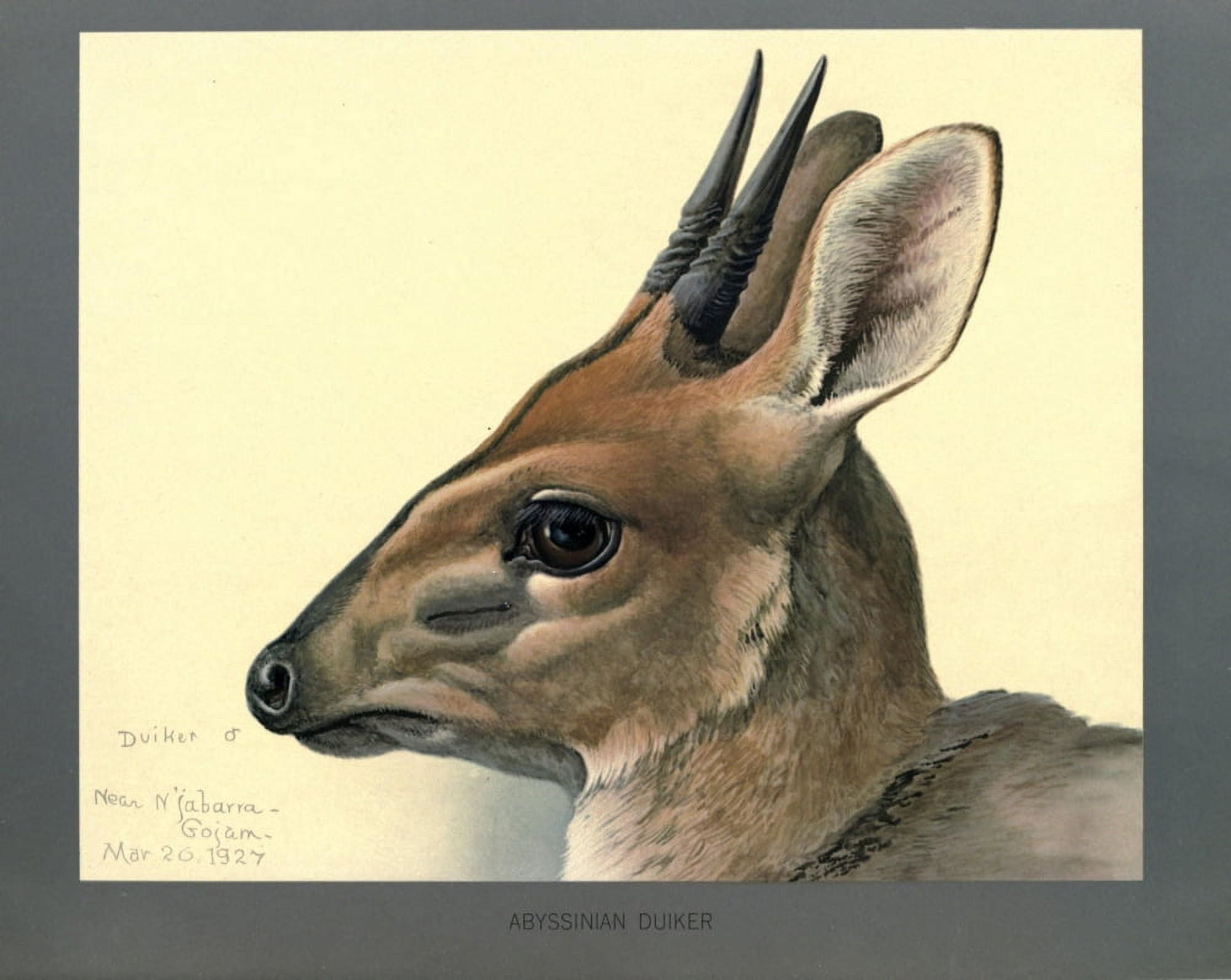 Abyssinian Birds & Mammals 1930 Duiker Canvas Art - LA Fuertes (24 x 36)