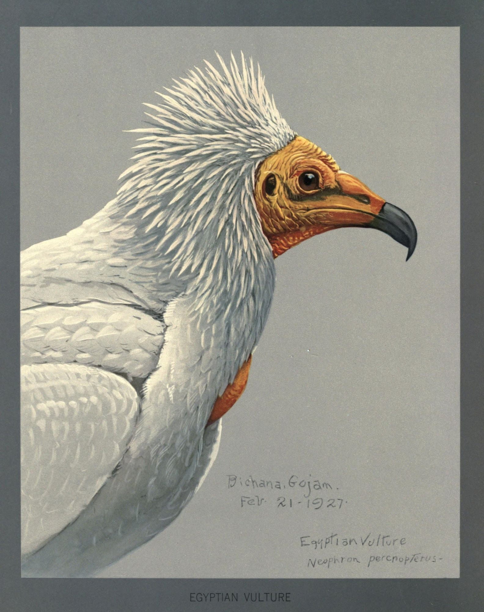 Abyssinian Birds & Mammals 1930 Egyptian Vulture Canvas Art - LA Fuertes (24 x 36)