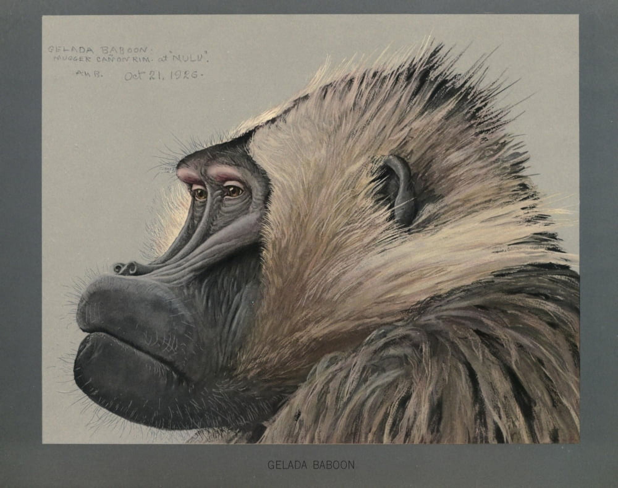 Abyssinian Birds & Mammals 1930 Gelada Baboon 1 Canvas Art - LA Fuertes (24 x 36)
