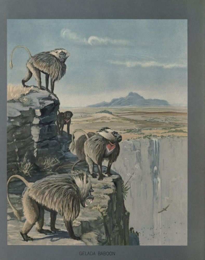 Abyssinian Birds & Mammals 1930 Gelada Baboon 2 Canvas Art - LA Fuertes (18 x 24)