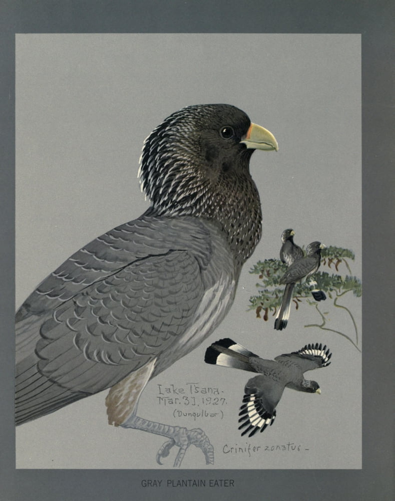 Abyssinian Birds & Mammals 1930 Gray Plantain-eater Canvas Art - LA Fuertes (24 x 36)