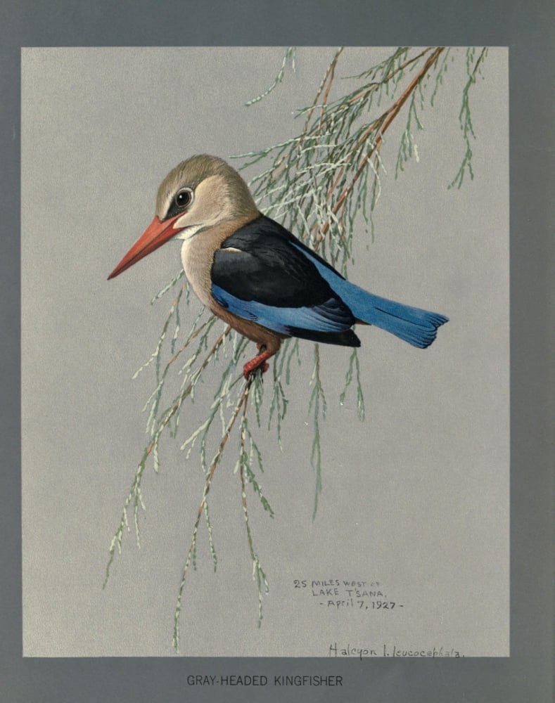 Abyssinian Birds & Mammals 1930 Gray-headed Kingfisher Canvas Art - LA Fuertes (24 x 36)