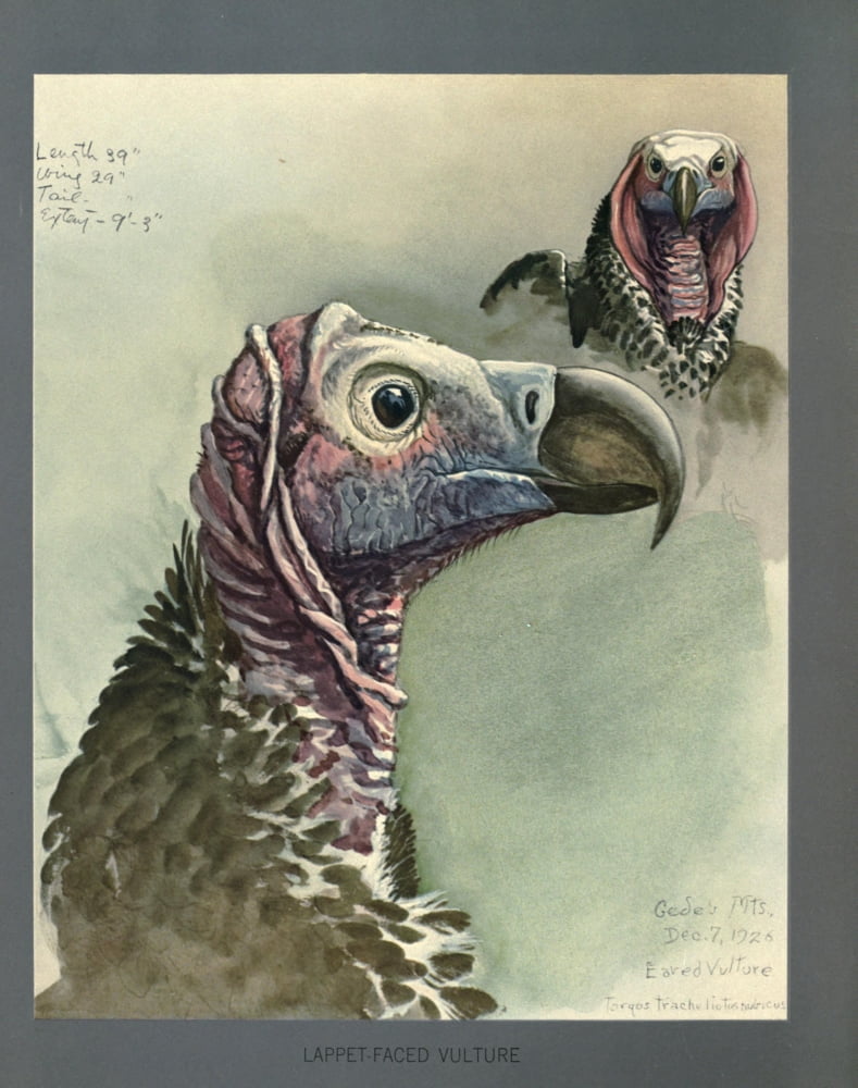 Abyssinian Birds & Mammals 1930 Lappet-faced Vulture Canvas Art - LA Fuertes (24 x 36)