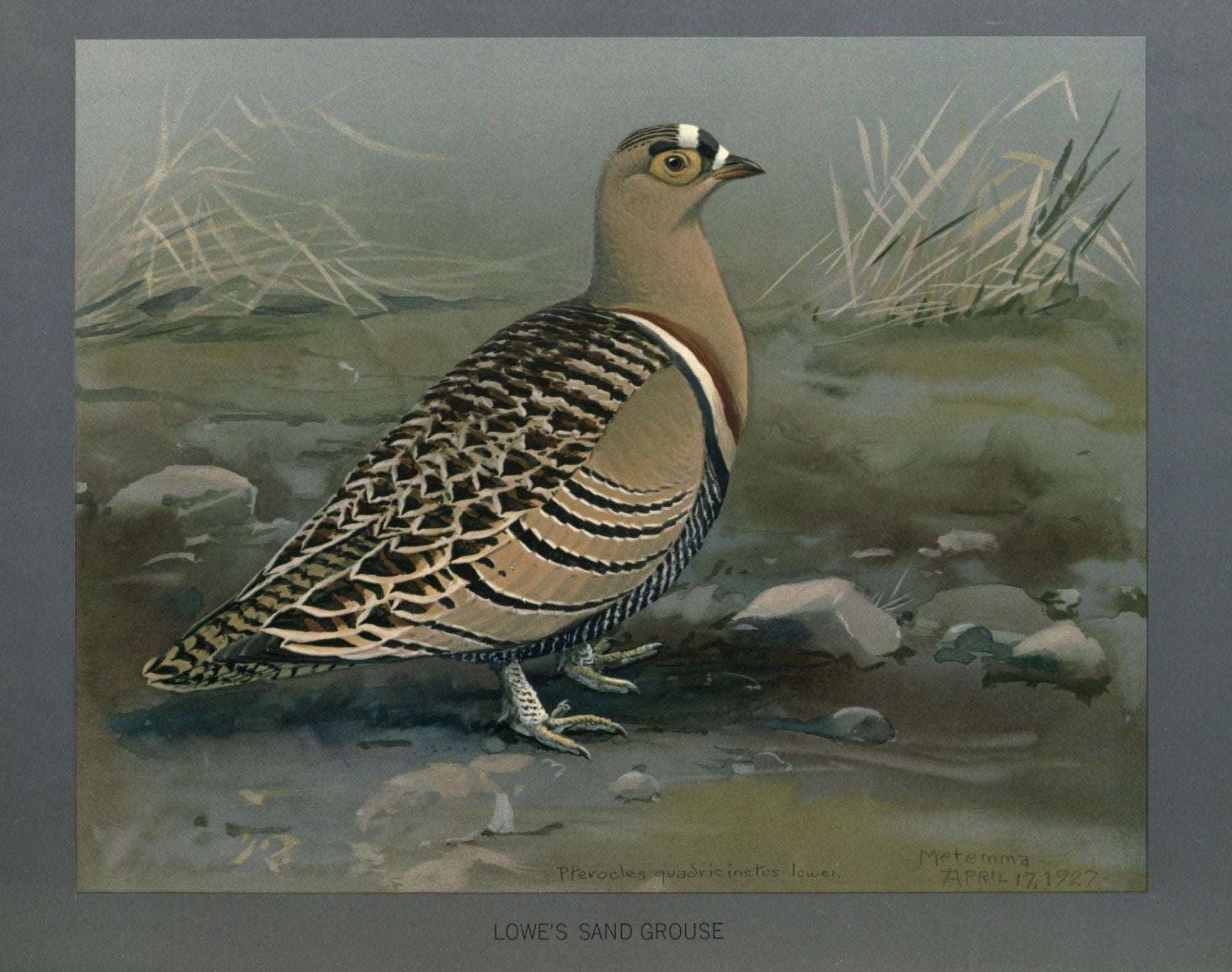 Abyssinian Birds & Mammals 1930 Lowes Sand Grouse Canvas Art - LA Fuertes (18 x 24)