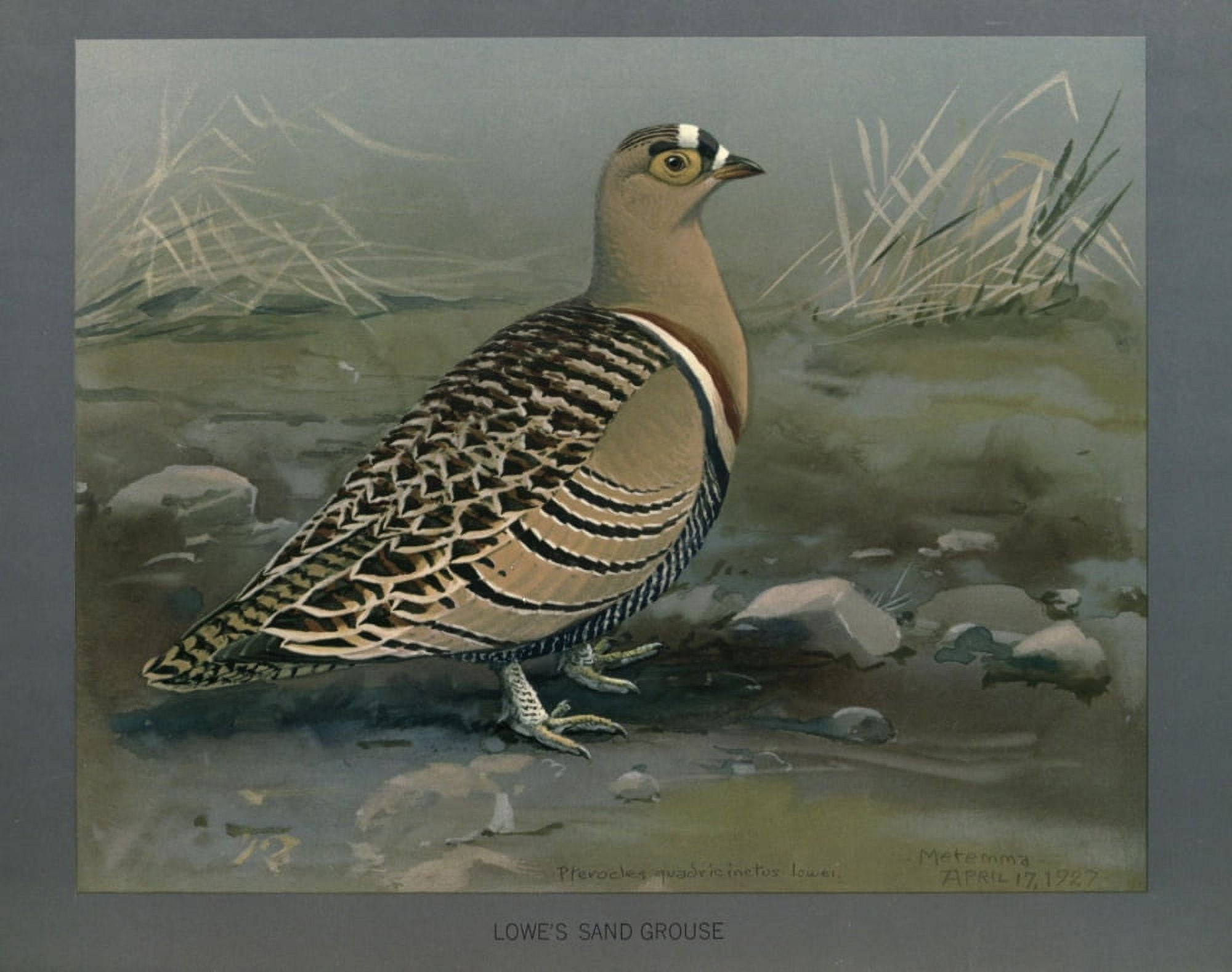 Abyssinian Birds & Mammals 1930 Lowes Sand Grouse Canvas Art - LA Fuertes (24 x 36)