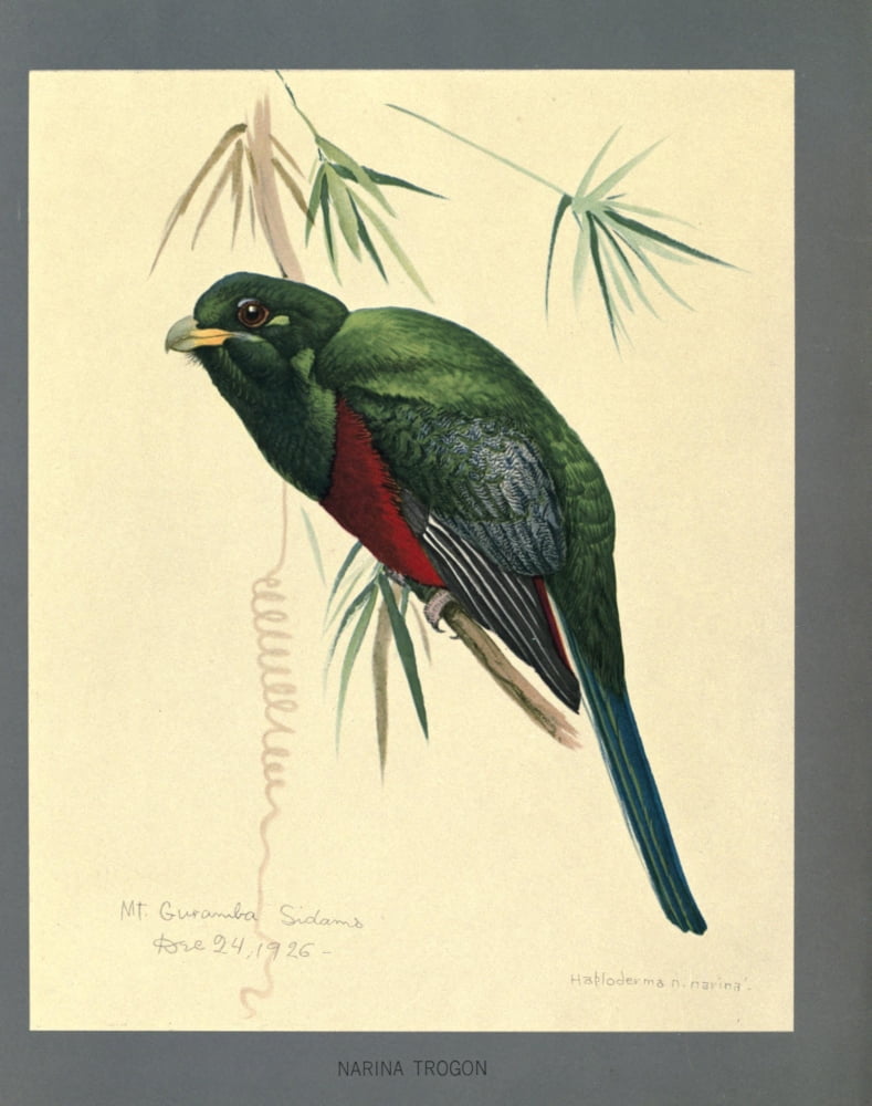 Abyssinian Birds & Mammals 1930 Narina Trogon Canvas Art - LA Fuertes (18 x 24)
