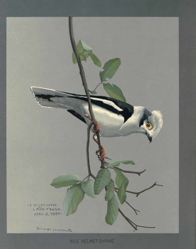 Abyssinian Birds & Mammals 1930 Nile Helmet Shrike Canvas Art - LA Fuertes (18 x 24)